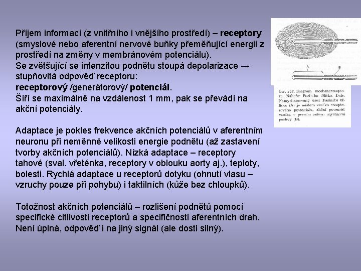 Příjem informací (z vnitřního i vnějšího prostředí) – receptory (smyslové nebo aferentní nervové buňky