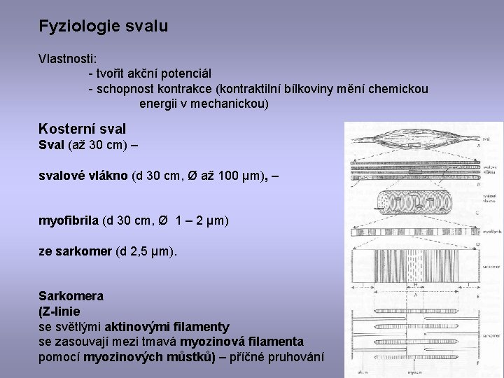 Fyziologie svalu Vlastnosti: - tvořit akční potenciál - schopnost kontrakce (kontraktilní bílkoviny mění chemickou