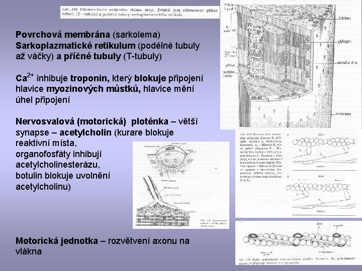 Povrchová membrána (sarkolema) Sarkoplazmatické retikulum (podélné tubuly až váčky) a příčné tubuly (T-tubuly) Ca