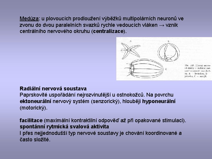 Medúza: u plovoucích prodloužení výběžků multipolárních neuronů ve zvonu do dvou paralelních svazků rychle