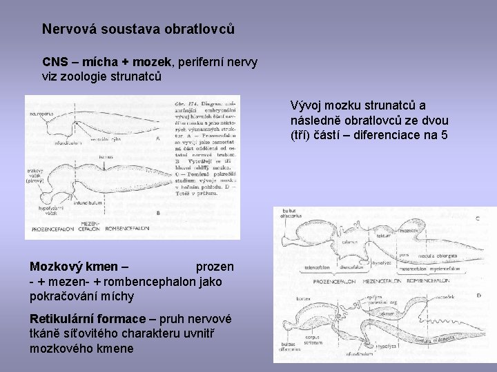 Nervová soustava obratlovců CNS – mícha + mozek, periferní nervy viz zoologie strunatců Vývoj