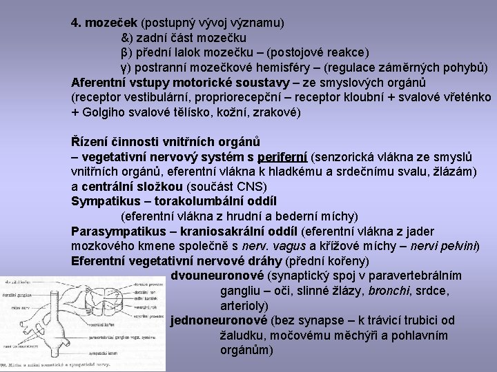 4. mozeček (postupný vývoj významu) &) zadní část mozečku β) přední lalok mozečku –