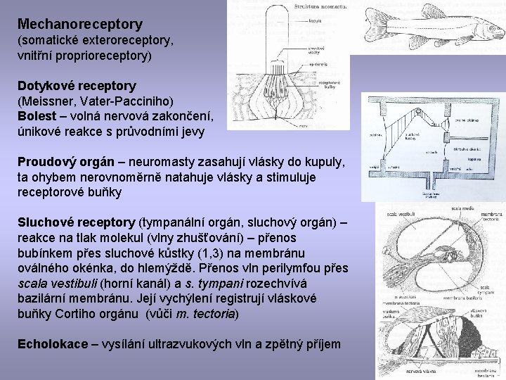 Mechanoreceptory (somatické exteroreceptory, vnitřní proprioreceptory) Dotykové receptory (Meissner, Vater-Pacciniho) Bolest – volná nervová zakončení,