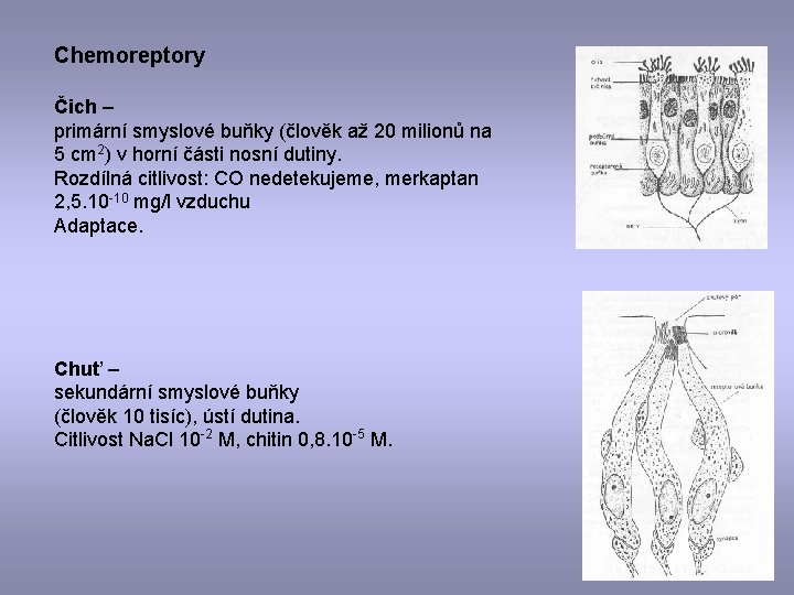 Chemoreptory Čich – primární smyslové buňky (člověk až 20 milionů na 5 cm 2)