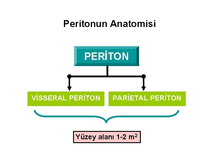 Peritonun Anatomisi PERİTON VİSSERAL PERİTON PARİETAL PERİTON Yüzey alanı 1 -2 m 2 