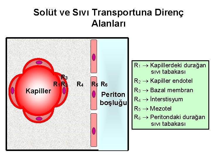 Solüt ve Sıvı Transportuna Direnç Alanları Kapiller R 3 R 1 R 2 R