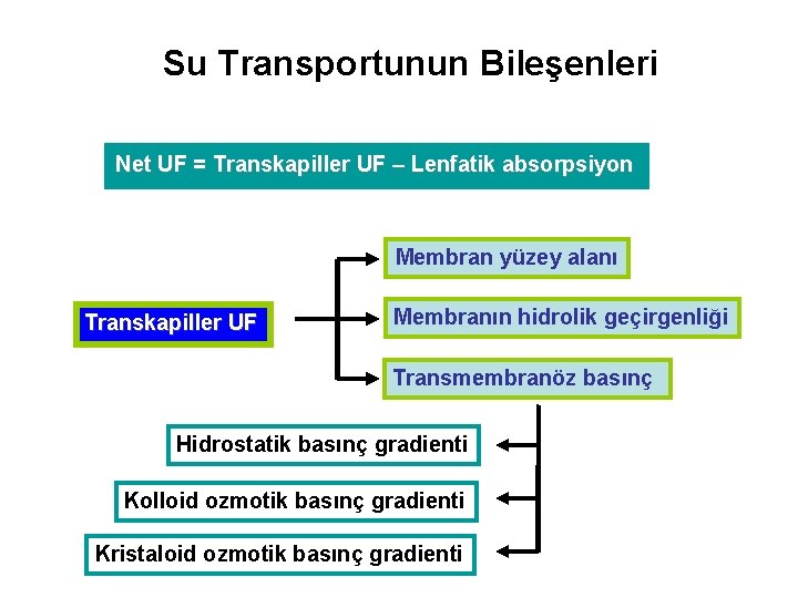 Su Transportunun Bileşenleri Net UF = Transkapiller UF – Lenfatik absorpsiyon Membran yüzey alanı