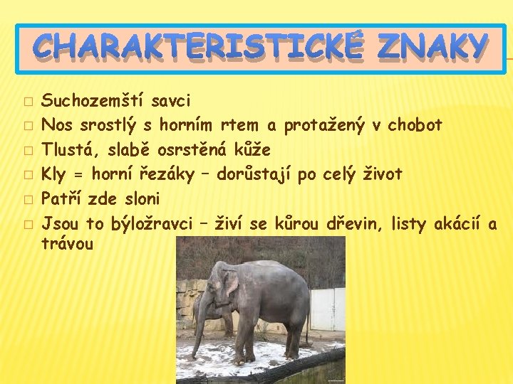 CHARAKTERISTICKÉ ZNAKY � � � Suchozemští savci Nos srostlý s horním rtem a protažený