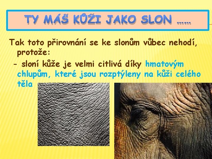 TY MÁŠ KŮŽI JAKO SLON …… Tak toto přirovnání se ke slonům vůbec nehodí,