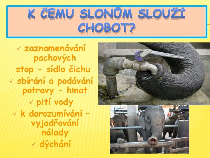 K ČEMU SLONŮM SLOUŽÍ CHOBOT? zaznamenávání pachových stop - sídlo čichu ü sbírání a