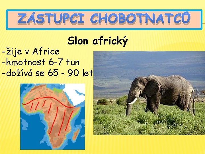 ZÁSTUPCI CHOBOTNATCŮ Slon africký -žije v Africe -hmotnost 6 -7 tun -dožívá se 65