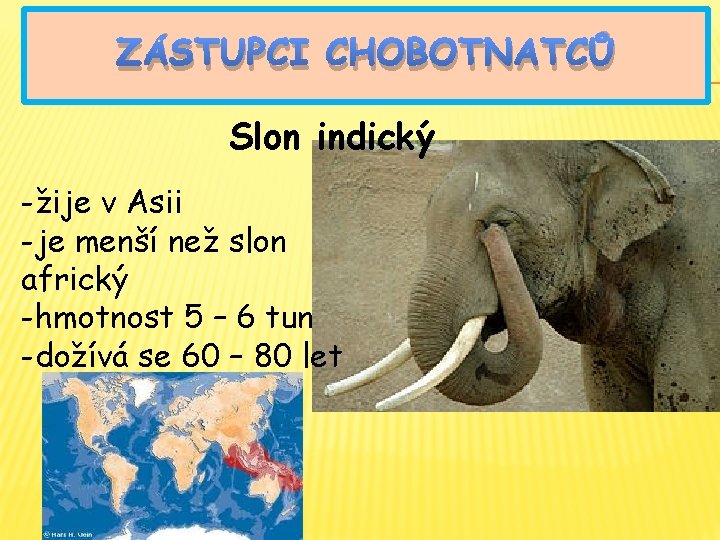 ZÁSTUPCI CHOBOTNATCŮ Slon indický -žije v Asii -je menší než slon africký -hmotnost 5