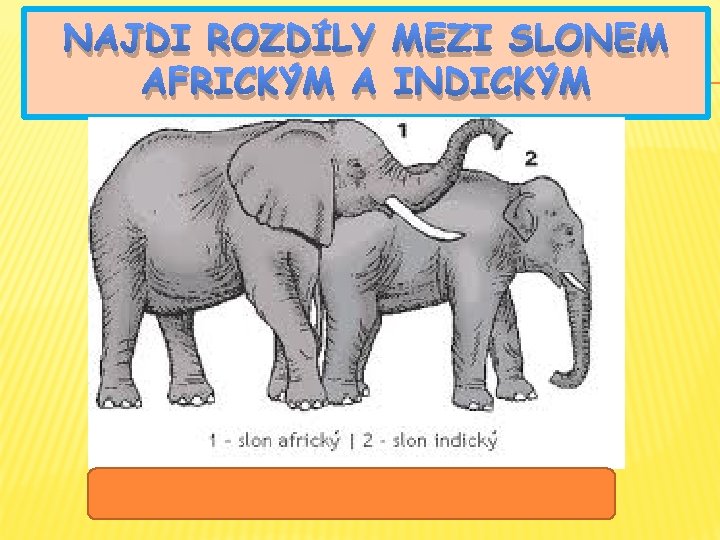 NAJDI ROZDÍLY MEZI SLONEM AFRICKÝM A INDICKÝM Řešení: Slon africký je větší, má větší