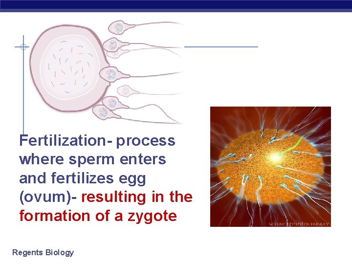 Fertilization- process where sperm enters and fertilizes egg (ovum)- resulting in the formation of