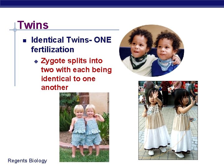 Twins Identical Twins- ONE fertilization u Zygote splits into two with each being identical