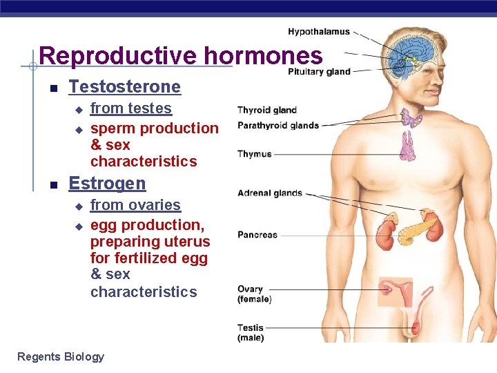 Reproductive hormones Testosterone u u from testes sperm production & sex characteristics Estrogen u