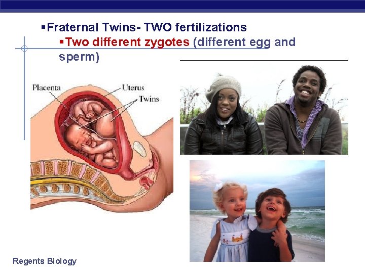 §Fraternal Twins- TWO fertilizations §Two different zygotes (different egg and sperm) Regents Biology 