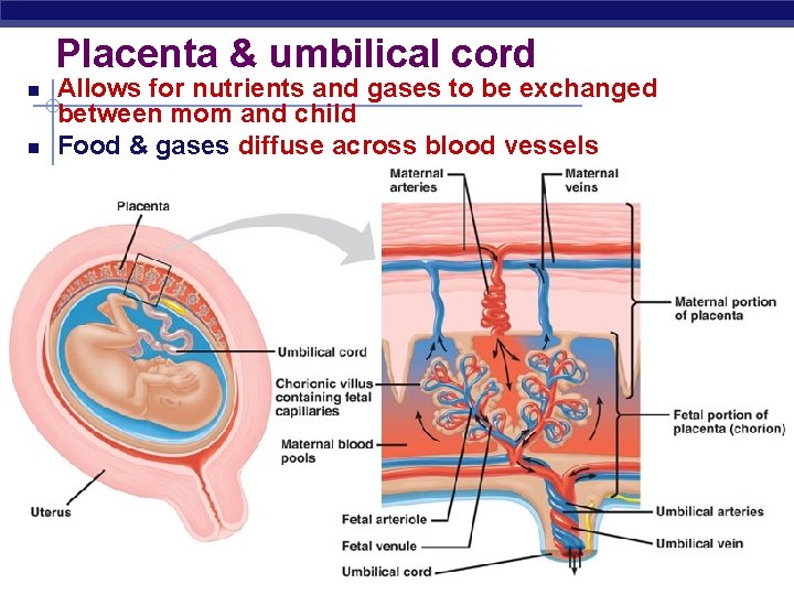 Placenta & umbilical cord Allows for nutrients and gases to be exchanged between mom