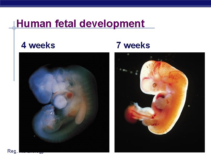 Human fetal development 4 weeks Regents Biology 7 weeks 