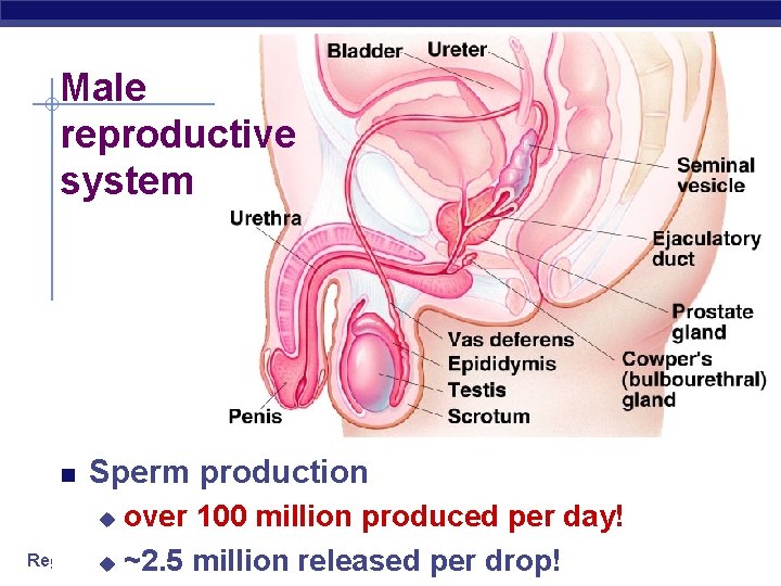 Male reproductive system Sperm production over 100 million produced per day! Regents Biology u