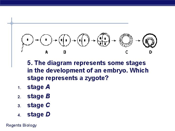1. 2. 3. 4. 5. The diagram represents some stages in the development of