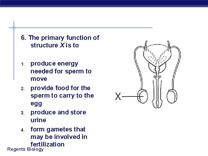  6. The primary function of structure X is to 1. 2. 3. 4.