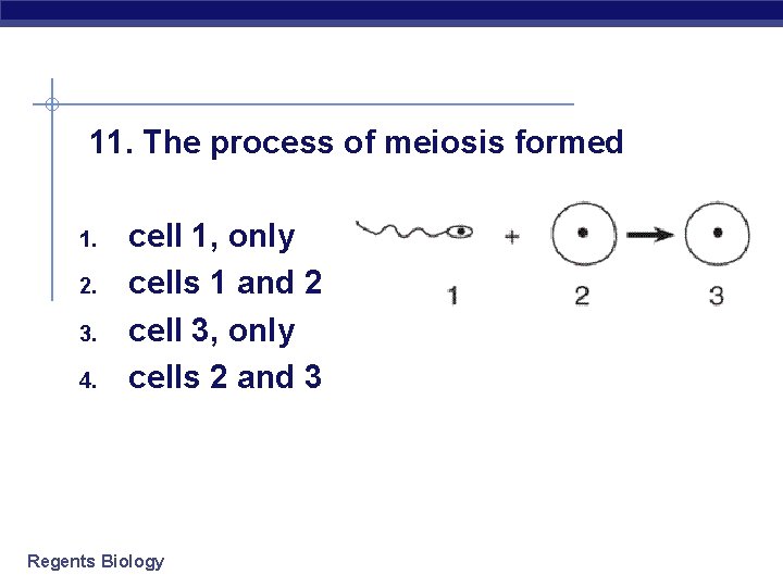  11. The process of meiosis formed 1. 2. 3. 4. cell 1, only
