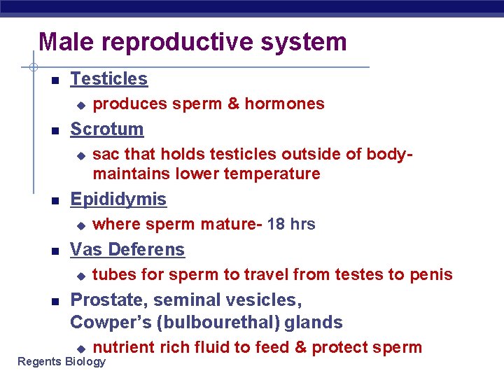Male reproductive system Testicles u Scrotum u where sperm mature- 18 hrs Vas Deferens