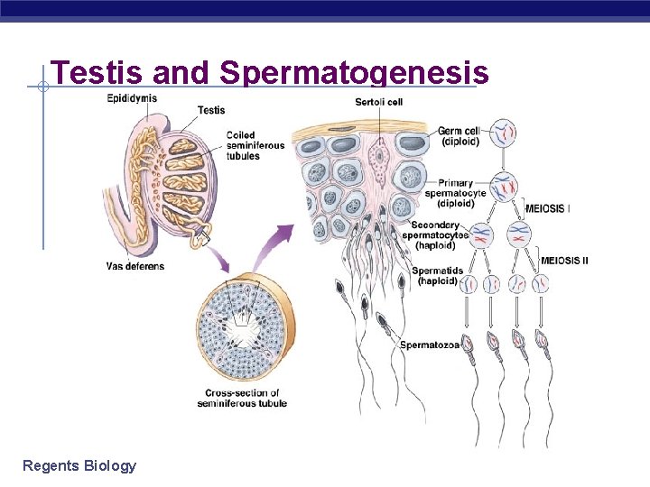 Testis and Spermatogenesis Regents Biology 