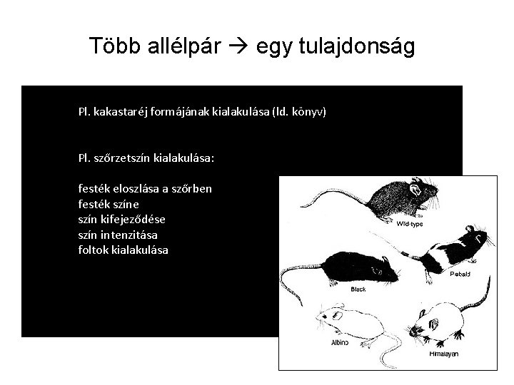 Több allélpár egy tulajdonság Pl. kakastaréj formájának kialakulása (ld. könyv) Pl. szőrzetszín kialakulása: festék