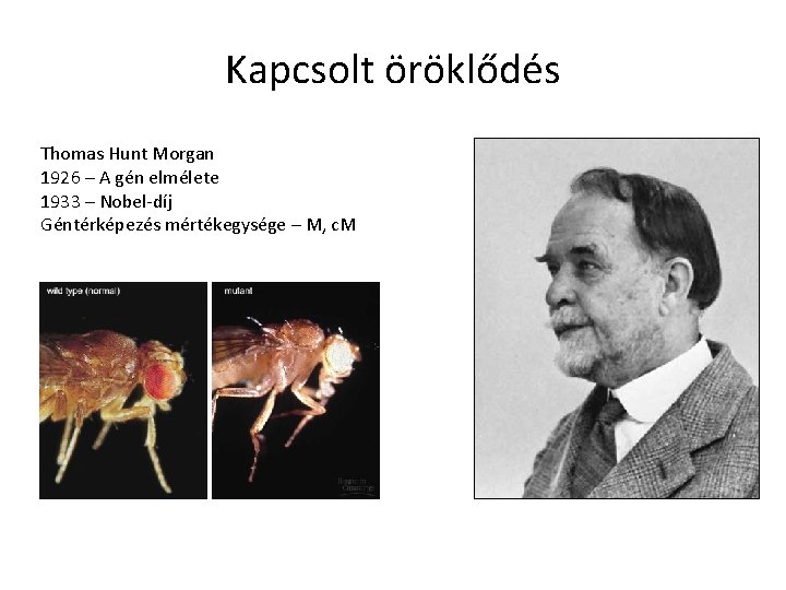 Kapcsolt öröklődés Thomas Hunt Morgan 1926 – A gén elmélete 1933 – Nobel-díj Géntérképezés