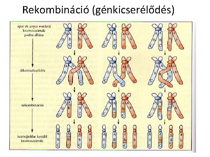 Rekombináció (génkicserélődés) 