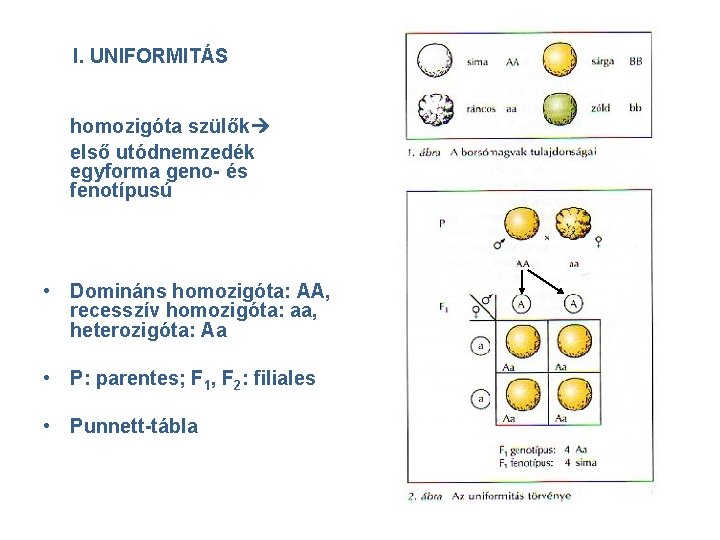 I. UNIFORMITÁS homozigóta szülők első utódnemzedék egyforma geno- és fenotípusú • Domináns homozigóta: AA,