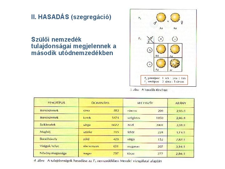 II. HASADÁS (szegregáció) Szülői nemzedék tulajdonságai megjelennek a második utódnemzedékben 