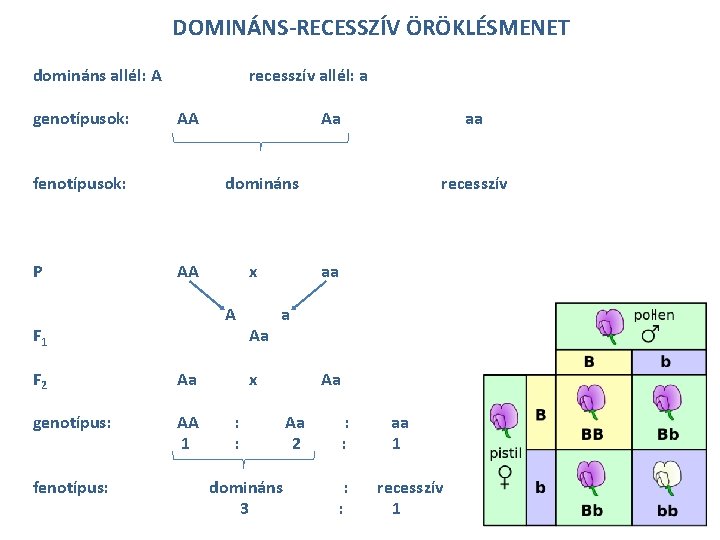 DOMINÁNS-RECESSZÍV ÖRÖKLÉSMENET domináns allél: A genotípusok: recesszív allél: a AA fenotípusok: P aa domináns