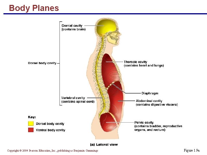 Body Planes Copyright © 2004 Pearson Education, Inc. , publishing as Benjamin Cummings Figure