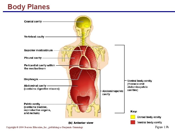 Body Planes Copyright © 2004 Pearson Education, Inc. , publishing as Benjamin Cummings Figure