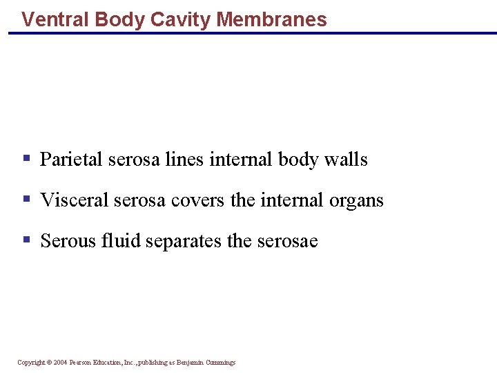 Ventral Body Cavity Membranes § Parietal serosa lines internal body walls § Visceral serosa