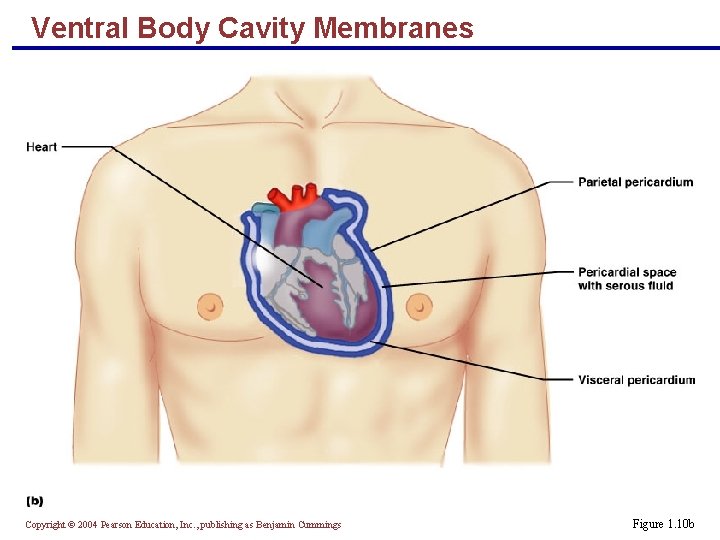 Ventral Body Cavity Membranes Copyright © 2004 Pearson Education, Inc. , publishing as Benjamin