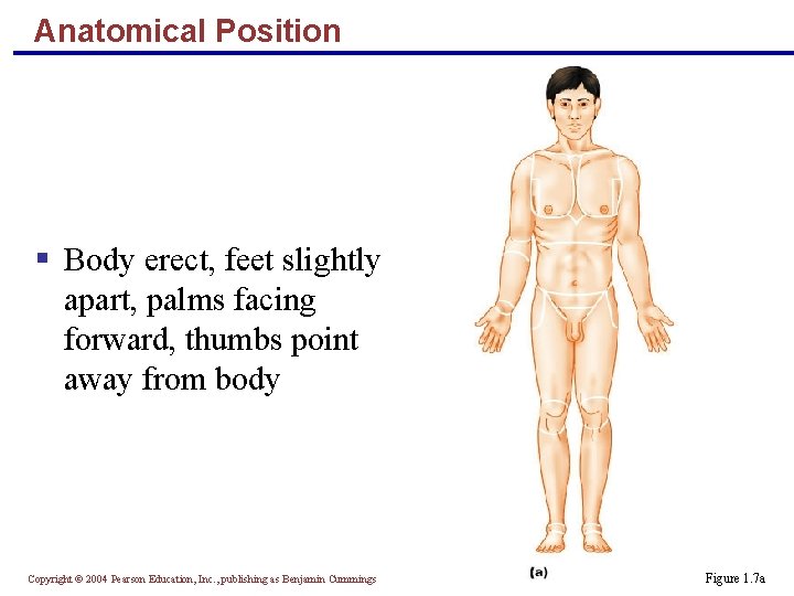 Anatomical Position § Body erect, feet slightly apart, palms facing forward, thumbs point away