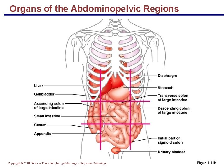 Organs of the Abdominopelvic Regions Copyright © 2004 Pearson Education, Inc. , publishing as