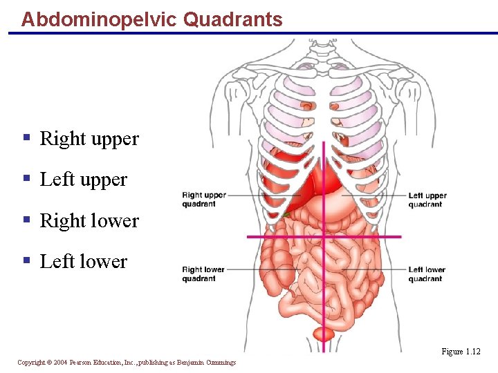 Abdominopelvic Quadrants § Right upper § Left upper § Right lower § Left lower