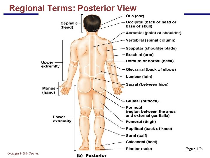 Regional Terms: Posterior View Figure 1. 7 b Copyright © 2004 Pearson Education, Inc.