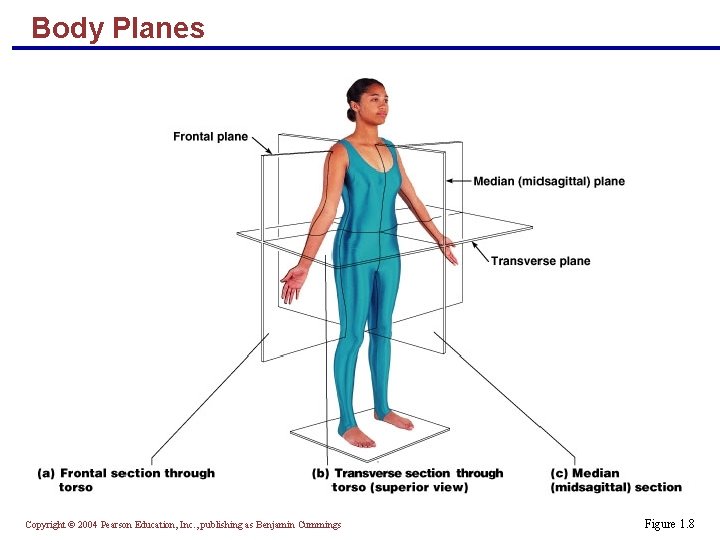 Body Planes Copyright © 2004 Pearson Education, Inc. , publishing as Benjamin Cummings Figure