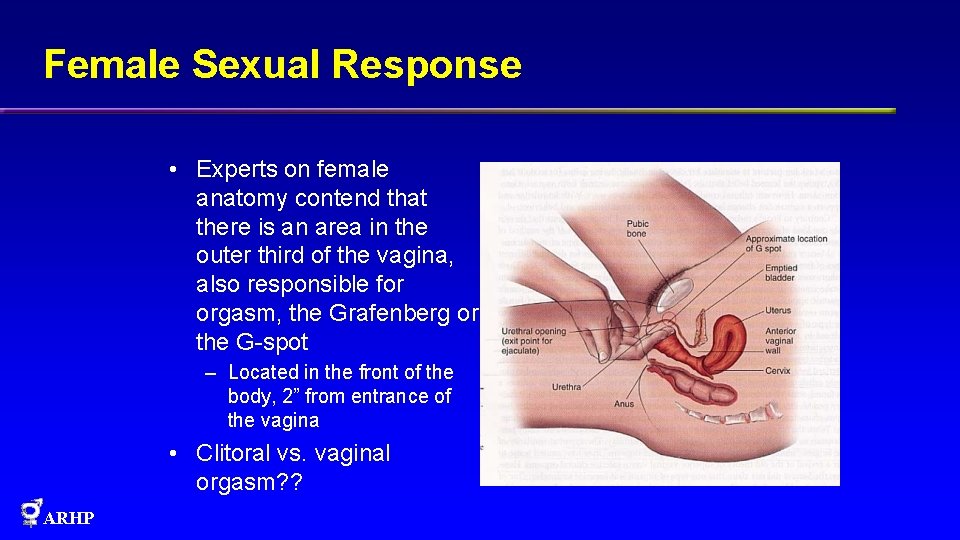 Female Sexual Response • Experts on female anatomy contend that there is an area