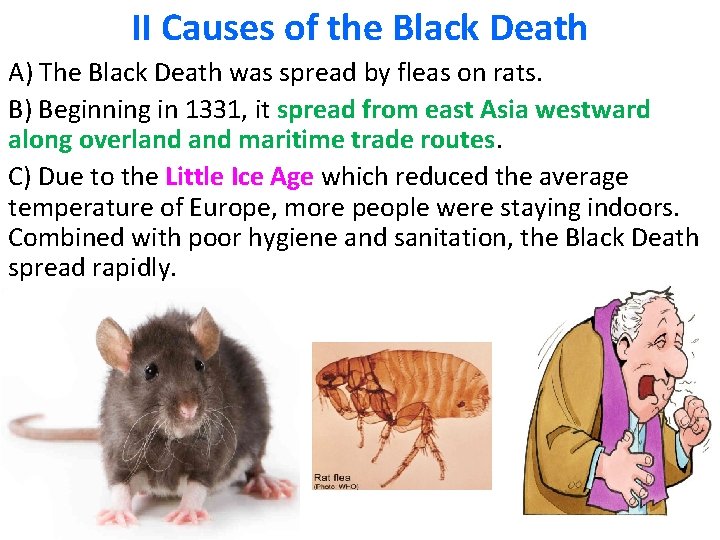 II Causes of the Black Death A) The Black Death was spread by fleas
