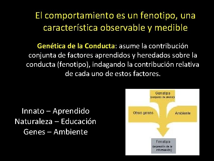 El comportamiento es un fenotipo, una característica observable y medible Genética de la Conducta: