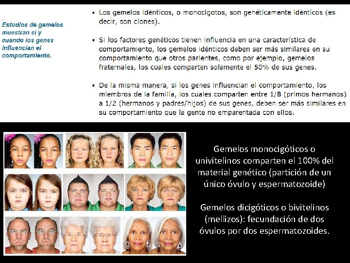 Gemelos monocigóticos o univitelinos comparten el 100% del material genético (partición de un único