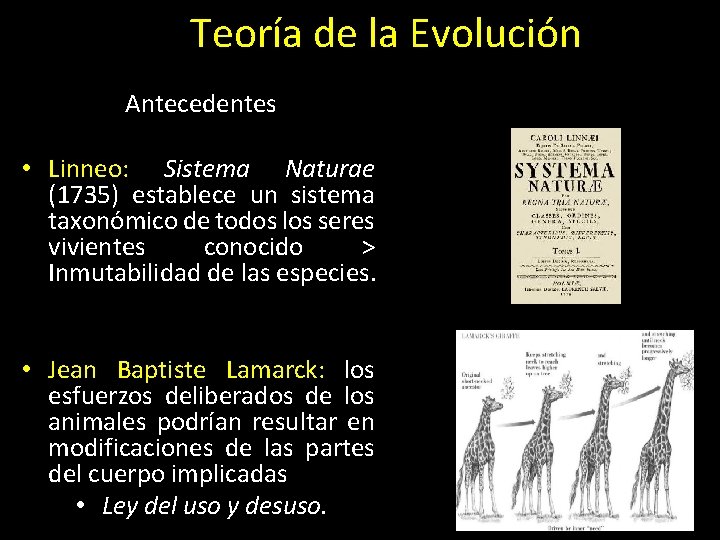 Teoría de la Evolución Antecedentes • Linneo: Sistema Naturae (1735) establece un sistema taxonómico