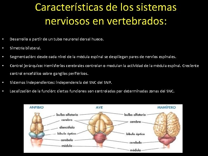 Características de los sistemas nerviosos en vertebrados: • Desarrollo a partir de un tubo